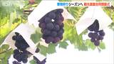 モモもブドウも「今年は甘さ抜群!」“果樹王国”新潟市南区の観光農園が合同開園式|TBS NEWS DIG