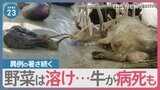 異常な暑さいつまで? 牛が病死、土の中で解けるネギも… 食卓への影響は?【news23】|TBS NEWS DIG