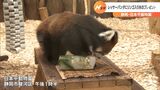「食べる姿も歩く姿も愛くるしい」レッサーパンダにリンゴの氷プレゼントー静岡・日本平動物園|TBS NEWS DIG
