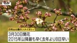 酒田市が桜の開花を発表　2015年以降最も早い開花に（山形）|TBS NEWS DIG