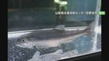 “奇跡の魚”クニマス 山梨県から秋田県に30匹送る 「これ以上、減らないよう育てていければ」 | 山梨のニュース | UTYテレビ山梨