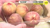 “秋の味覚” イチジクの収穫が最盛期 広島・江田島市|TBS NEWS DIG