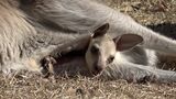 赤ちゃんカンガルー誕生 お母さんの袋から可愛らしい顔がひょっこり 袋の中にいるのは3月ごろまで【岡山・赤磐市】|TBS NEWS DIG
