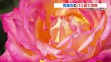 100種類1900株が咲き誇るバラ園　「一番花」が満開　熊本・荒尾市　|　熊本のニュース｜RKK NEWS｜RKK熊本放送