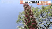 【北陸初】2メートルの “宝石の塔” が出現！　一生に一度だけ咲く極めて珍しい花　県中央植物園で見頃　富山　|　富山のニュース｜天気・防災｜チューリップテレビ