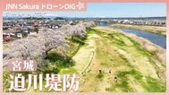 栗原市　迫川堤防の桜並木【JNN sakuraドローンDIG 2026】|TBS NEWS DIG