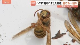 小中高生ら15人がハチに刺される 暴れた原因に“暑さ”か 茨城・つくば市の遊歩道で 消防呼びかけ「ハチの巣を見つけても近づかないよう」|TBS NEWS DIG
