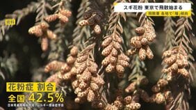 あす春節　賑わう観光地では「目薬とティッシュは必ず…」スギ花粉　東京で飛散開始　一方でインフルB型急増　1シーズンで2度「警報レベル」超え【news23】|TBS NEWS DIG