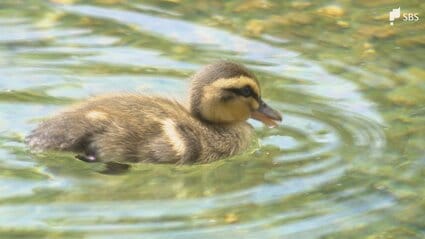 カルガモの赤ちゃんが静岡市の城北公園に 毎年5月から6月の風物詩母
