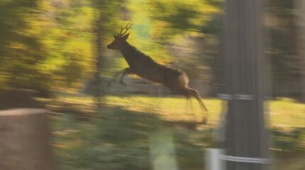 角のあるシカが徘徊している」住宅街にオスのシカ1頭出没 一時
