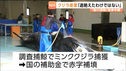 商業捕鯨に移行したら赤字が続いた捕鯨会社の自己破産申請…その複雑な