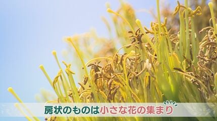 開花は50年に一度とも 幻の花 リュウゼツラン咲く | 山口のニュース