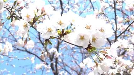 ソメイヨシノ】50万人超が魅せられる“日本三大夜桜” 高田城址公園の