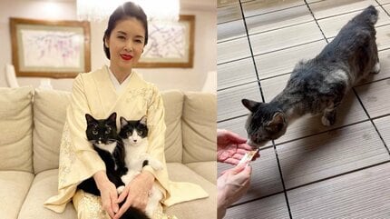 ねこ 】藤あや子さんの庭にキジトラの外猫 “じゃこ天くん” 雨の中