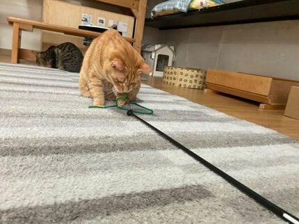 令和の猫の「おみやげ」はネズミからおもちゃへ！室内飼い8割超えで