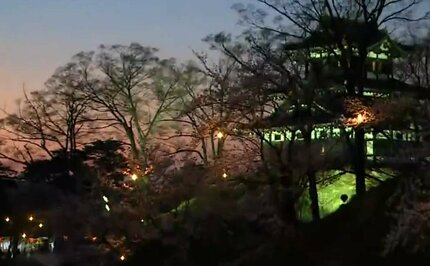 速報】日本三大夜桜「高田城址公園」が満開に 平年より6日早く… 次の
