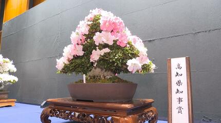 気候変動の逆風を乗り越えて花の命を“この4日間”に合わせる愛好家たち
