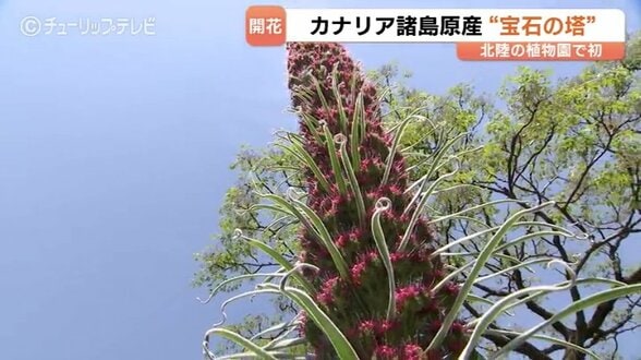 【北陸初】2メートルの “宝石の塔” が出現！　一生に一度だけ咲く極めて珍しい花　県中央植物園で見頃　富山　|　富山のニュース｜天気・防災｜チューリップテレビ