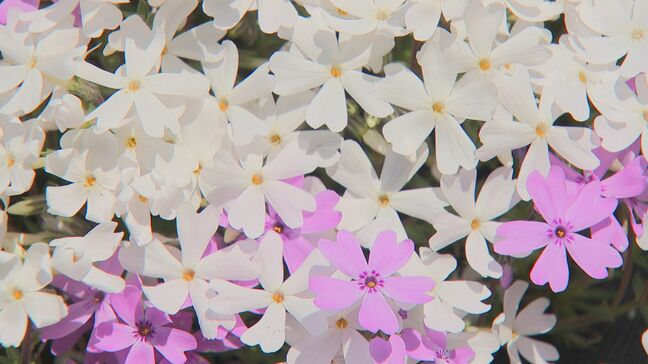 10万株のシバザクラ棚田に広がる 来月6日まで「大道理芝桜まつり」|TBS NEWS DIG