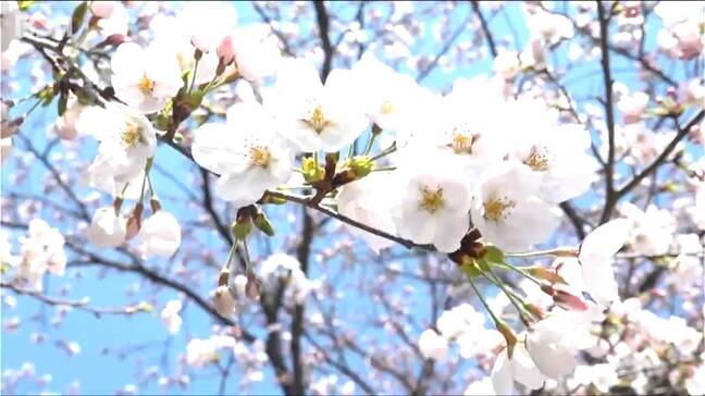 【ソメイヨシノ】50万人超が魅せられる“日本三大夜桜” 　高田城址公園の観桜会はじまる　桜のライトアップは19日(金)まで　新潟県上越市|TBS NEWS DIG
