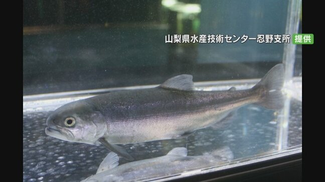 “奇跡の魚”クニマス　山梨県から秋田県に30匹送る　「これ以上、減らないよう育てていければ」|TBS NEWS DIG