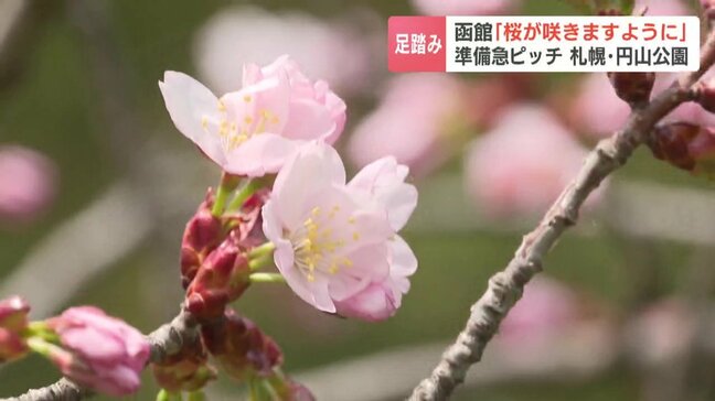 【桜前線】ちょっと足踏み「あした桜が咲きますように」函館・五稜郭公園 花見準備は着々…札幌の桜の名所・円山公園はジンギスカン弁当に熱視線|TBS NEWS DIG