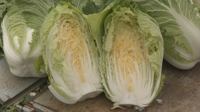 昨シーズンは1玉約800円の時も… “白菜”ことしの価格は?「生育が順調で去年に比べてお買い得」 愛知・豊田市|TBS NEWS DIG