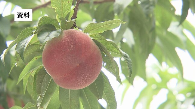 収穫直前のモモ、300個盗まれる　7月以降、福島市や伊達市で被害相次ぐ　福島|TBS NEWS DIG