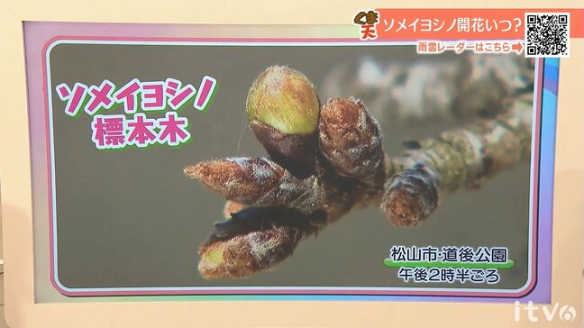 11日（水）は晴れても朝は底冷え強まる 1日の気温差大 愛媛|TBS NEWS DIG