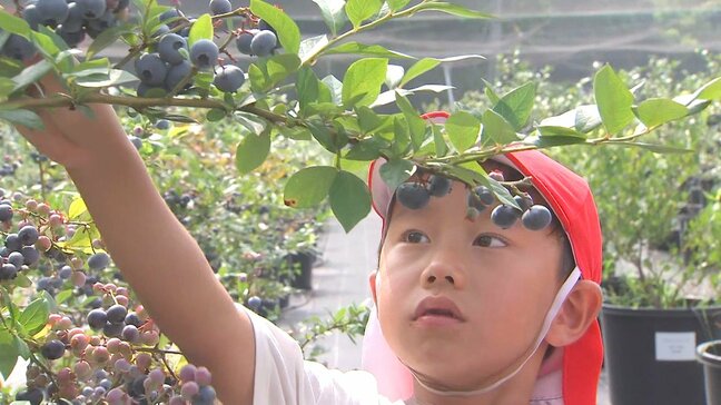 小学生がブルーベリー狩りを体験 「27個食べた」旬の味に笑顔|TBS NEWS DIG