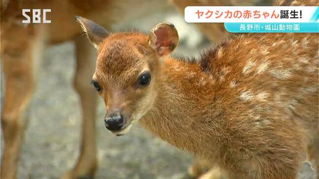 名前はこれから！城山動物園でヤクシカの赤ちゃん誕生　オス2頭がすくすく育つ　長野市|TBS NEWS DIG