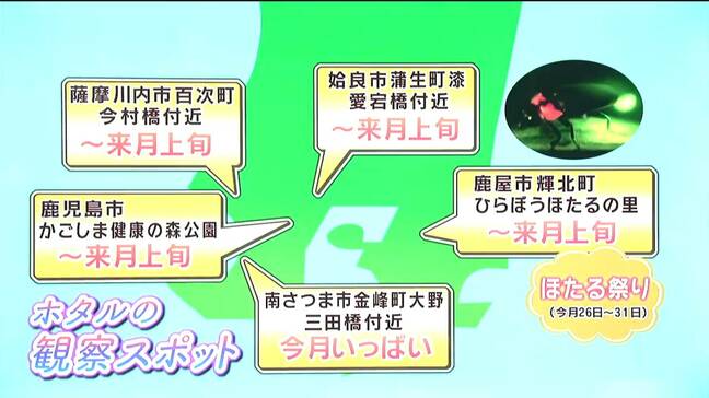 幻想的なホタルノヒカリ 鹿児島県内では来月上旬まで見ごろ 観察スポット紹介|TBS NEWS DIG