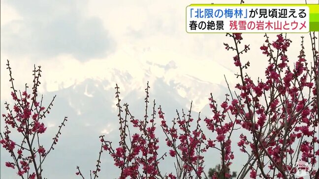 “北限の梅林”見頃迎える 爛漫と咲き誇るウメ “春の絶景”色鮮やかな花と残雪の岩木山の共演 青森県五所川原市|TBS NEWS DIG