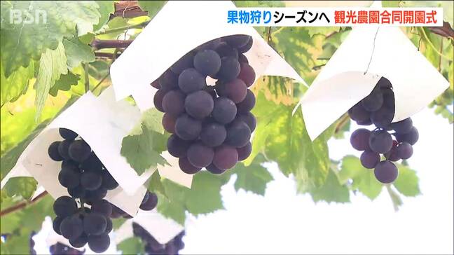 モモもブドウも「今年は甘さ抜群!」“果樹王国”新潟市南区の観光農園が合同開園式|TBS NEWS DIG