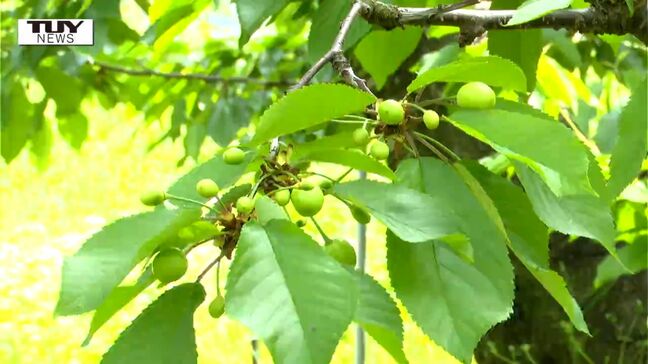 「おいしいさくらんぼを消費者へ」県内で一斉にさくらんぼ作柄調査 今年は園地によって実の数にばらつき(山形) |TBS NEWS DIG