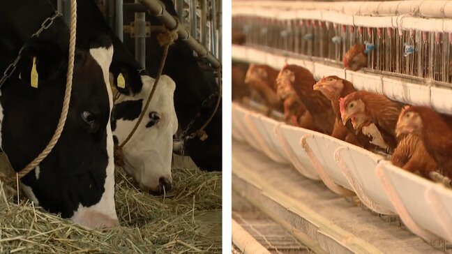 「サウナ並み」厳しい暑さ　乳牛は早くも”夏バテ”食欲落ち乳量減少　養鶏場も暑さ対策強化「温度管理怠ると全滅する事態に」|TBS NEWS DIG