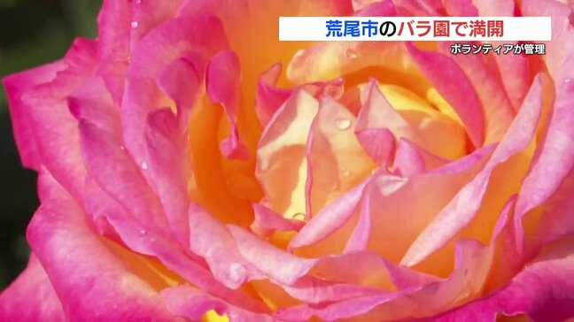 100種類1900株が咲き誇るバラ園 「一番花」が満開 熊本・荒尾市|TBS NEWS DIG