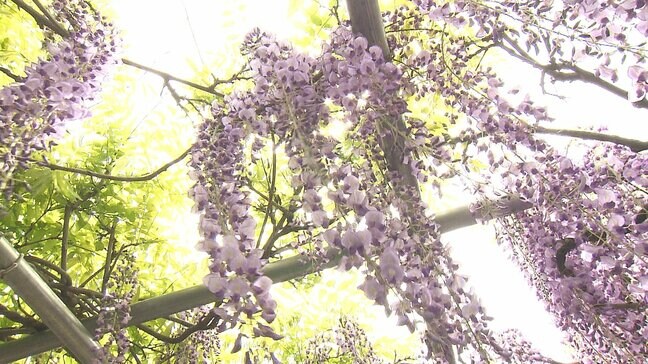 樹齢450年のフジの花が見ごろ迎える　夜間はライトアップも　大分市・西寒多神社|TBS NEWS DIG