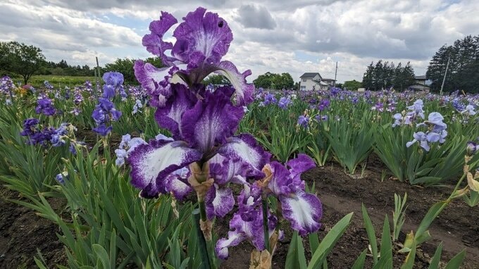 「虹の花」ジャーマンアイリス2万株　色とりどりの花を咲かせる　岩手・矢巾町|TBS NEWS DIG