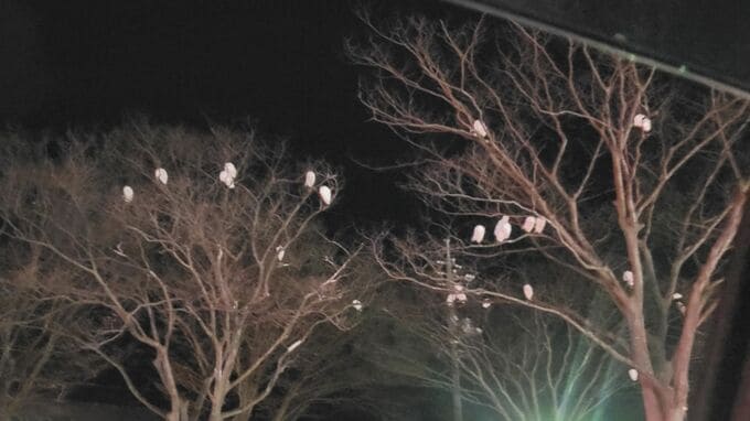 夜になるといつも同じ木に集まる…もふもふした「謎の白い鳥」の群れ　意外な正体は？　|　BSSニュース | BSS山陰放送