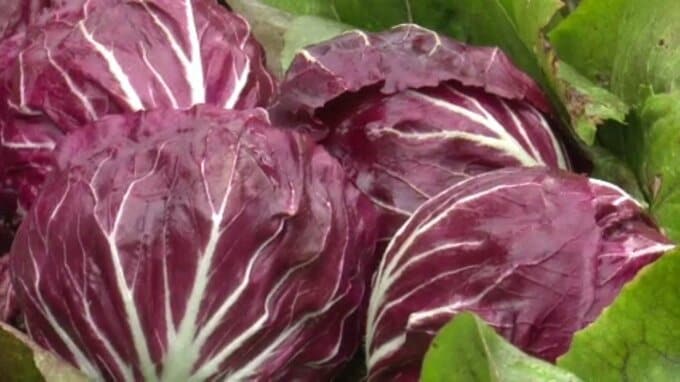 冬到来！色鮮やかなヨーロッパ野菜「ラディッキオ」出荷ピーク 愛媛・大洲市　|　愛媛のニュース - Nスタえひめ｜あいテレビは6チャンネル