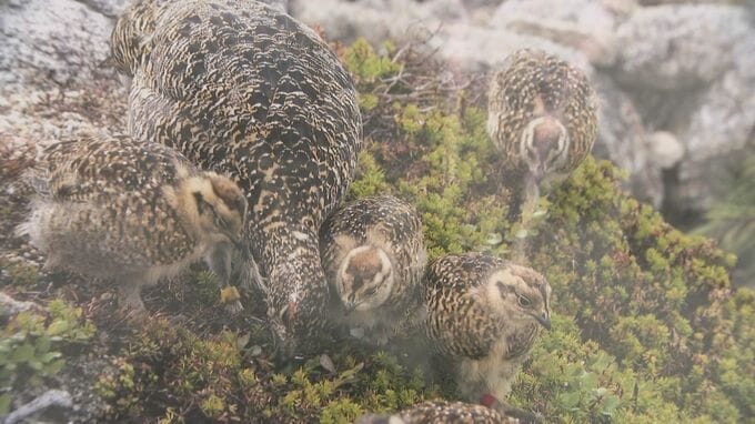 国の特別天然記念物「ライチョウ」現状や保全活動について知って…　長野・大町市|TBS NEWS DIG