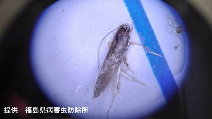 野菜の害虫「トマトキバガ」県内初確認　トマト、ナスなどに寄生し食い荒らす　福島　|　福島のニュース│TUF