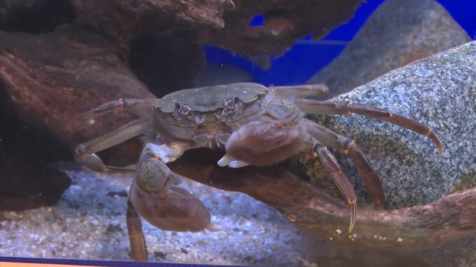 「一級河川に負けるな！」　身近な二級河川の生き物を展示　しまね海洋館アクアス　　|　BSSニュース | BSS山陰放送