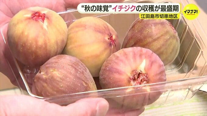 “秋の味覚” イチジクの収穫が最盛期　広島･江田島市|TBS NEWS DIG