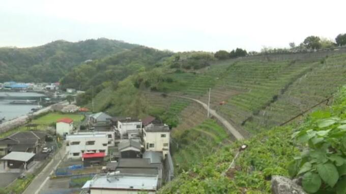 急斜面に築き上げられた「遊子水荷浦段畑」でジャガイモ収穫盛ん 愛媛・宇和島市　|　愛媛のニュース - Nスタえひめ｜あいテレビは6チャンネル