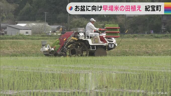 早場米の田植え始まる　お盆に「あきたこまち」の新米を　三重・紀宝町　|　名古屋・愛知・岐阜・三重のニュース【CBC news】 | CBC web