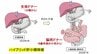 【速報】８歳の女の子に肝臓・小腸を移植“手術成功”で食事から栄養とれるように～九州大学病院　|　福岡のニュース｜RKB NEWS｜RKB毎日放送