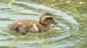 カルガモの赤ちゃんが静岡市の城北公園に 毎年5月から6月の風物詩...母鳥を懸命に追いかける　|　静岡のニュース | SBSNEWS | 静岡放送