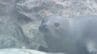青森の水族館から追っかけも…ゴマフアザラシ「だいき」アクアマリンふくしまに仲間入り　福島・いわき市　|　福島のニュース│TUF